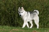 SIBERIAN HUSKY 813